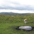 dartmoor upper combe head stone row circle