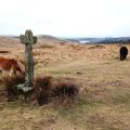 dartmoor waymarker cross near burrator