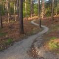 Swinley forest trail