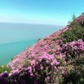 Rhododendrons