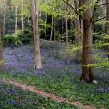 Bluebells in the woodland