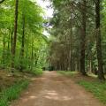 Tree lined path through Rowberrow Warren