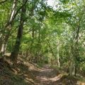 Tree lined path running down from Mendip Raceway