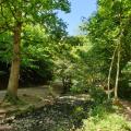 Hazel Brook tree lined limestone gorge