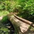 Ancient wooden oak brisge surrounded by trees