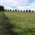 A wheat field near Heddon