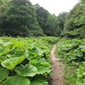 Deepdale nature reserve footpath view