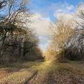 Lower Woods Nature Reserve