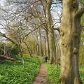 path through Walk Wood above Hopton Court