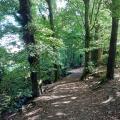 woodland_at_biddulph_grange.jpg