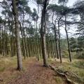 Goyt Valley Pine Forest
