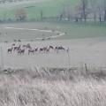 Herd of deer in tall grass