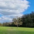 meadow just past Freshford