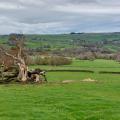 A view over Allendale with a tree stump in foreground