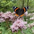 Butterfly on a flower