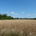 Wheat Field by Westland's Copse by Rob Farrow