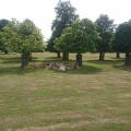 Bushy Park - Deer