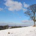 Hill and tree with snow