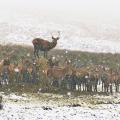 Deer in snow at Lyme Park