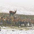 Deer in snow at Lyme Park