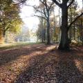 Long shadows on Chorleywood Common