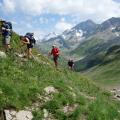 Alps Trekking through meadows