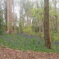 Bluebell carpets in the woodland at Durham City