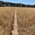 Field of Wheat Stalks