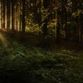 Forest Sunset PIXABAY Free Use