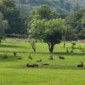 Stags residing by the camp site