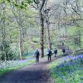 Walkers strolling through bluebell filled woodland