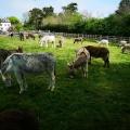 Donkey Sanctuary