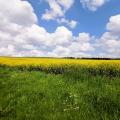 Walk view of rapeseed abd blue sky