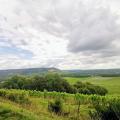 Denbies vine yard