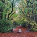 Leaf Covered Path