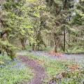 Bluebells in Middleton Woods