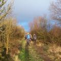 Walk group hiking through woodland in late afternoonsunshine