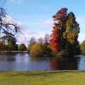 Petworth Park trees in sun