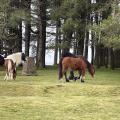 Ponies on Mayhill