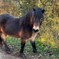 Pony Near Ewyas Harold