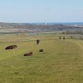 View to Brighton, Combe Farm, Sussex