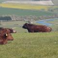 View of River Adur, Combe Farm, Sussex