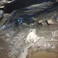 The wind pipe crawl.