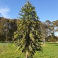 Wollemi Pine at Arboretum, Marks Hall 