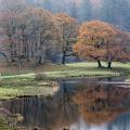 Autumn trees in Lakeland