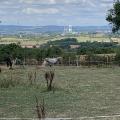 A horse in the field, Severn Bridge in the distance