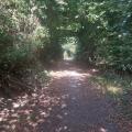 Views of a footpath in the woods, trees overhanging, light in the distance