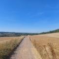 A bridleway between golden fields, trees in distance, sunny day