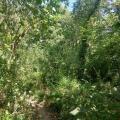 A path through a woodland