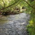 Picture of River Frome
